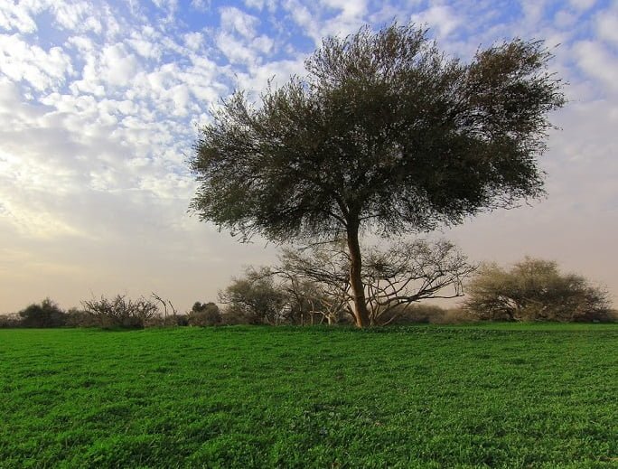 دعوة للمخيم الربيعي من العم محمد العمران وابناؤه