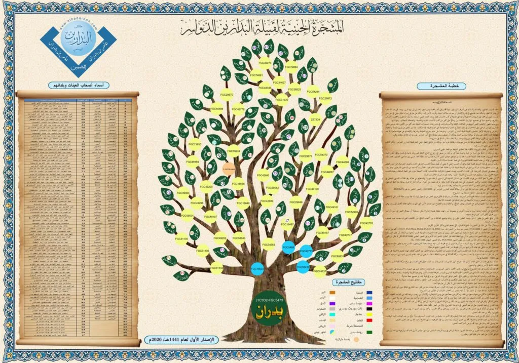 المشجرة الجينية للبدارين الدواسر